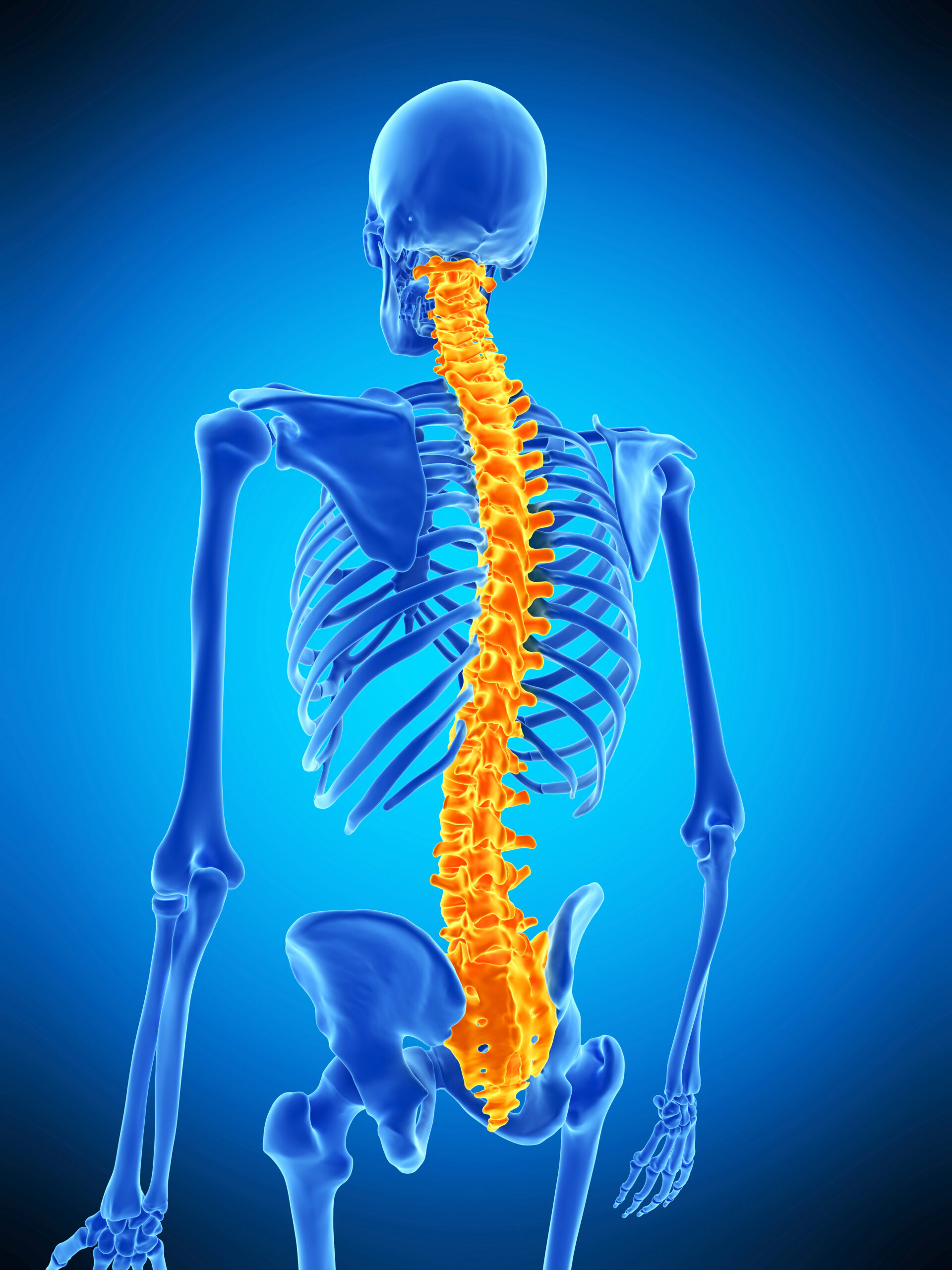 Spine & Backbone